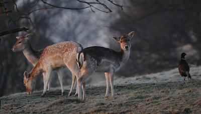 Meet the Deer at Wentworth Castle Gardens